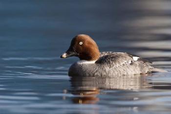 Common Goldeneye Hen, Vancouver, British Columbia, Canada | Obraz na stenu