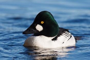 Common Goldeneye Drake, Vancouver, British Columbia, Canada | Obraz na stenu