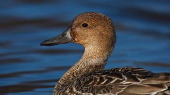 Northern Pintail Hen, George C Reifel Migratory Bird Sanctuary, Westham Island, British Columbia, Canada | Obraz na stenu