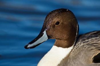 British Columbia, Westham Island, Pintail Duck | Obraz na stenu