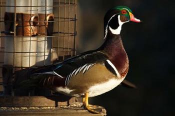 Wood Duck Drake, George C Reifel Migratory Bird Sanctuary, Westham Island, British Columbia, Canada | Obraz na stenu