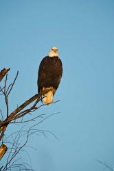 Bald Eagle, Vancouver, British Columbia, Canada | Obraz na stenu