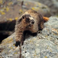 British Columbia, Yoho NP, Hoary marmot | Obraz na stenu