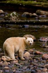 British Columbia, Princess Royal Island, Spirit Bear | Obraz na stenu