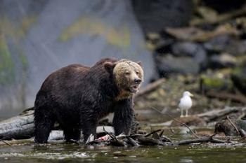 Canada, British Columbia Grizzly bear eating salmon | Obraz na stenu