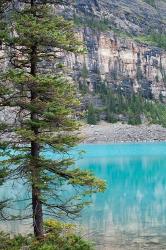 Pine tree, Moraine Lake, Banff National Park, Canada | Obraz na stenu