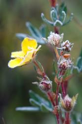 Ice crystals on flowers, Jasper National Park, Canada | Obraz na stenu