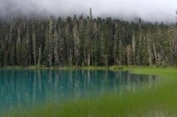 Blue glacial lake, evergreen forest, British Columbia | Obraz na stenu