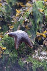 Bat Star, Pacific Rim NP Preserve, British Columbia | Obraz na stenu