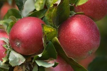 Apples, Okanagan Valley, British Columbia, Canada, Na | Obraz na stenu