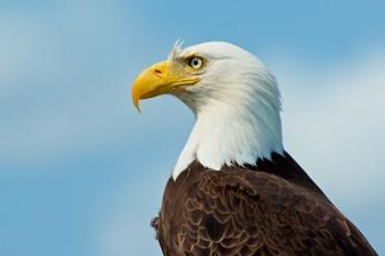 A Bald Eagle At Bowron Lake In Bowron Lake Provincial Park, BC | Obraz na stenu