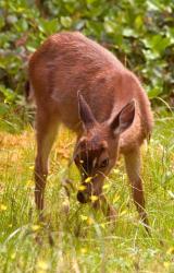 Sitka Black Tail Deer, Fawn Eating Grass, Queen Charlotte Islands, Canada | Obraz na stenu