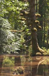 Rainforest and Swamp, Queen Charlotte Islands, Canada | Obraz na stenu