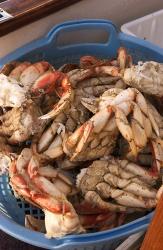 Dungeness Cooked Crab, Queen Charlotte Islands, Canada | Obraz na stenu