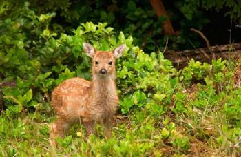 Fawn, Sitka Black Tailed Deer, Queen Charlotte Islands, Canada | Obraz na stenu