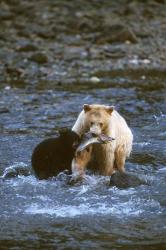 Sow with Cub Eating Fish, Rainforest of British Columbia | Obraz na stenu