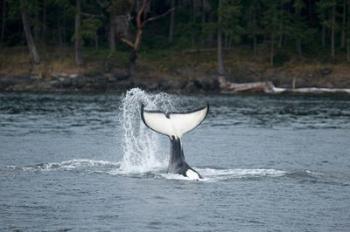 Canada, Vancouver Island, Sydney Killer whale slaps its tail | Obraz na stenu