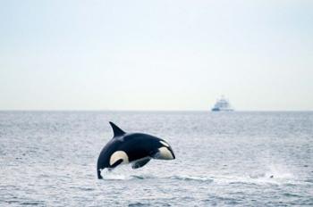 Canada, BC, Sydney, Strait of Georgia Killer whale breaching | Obraz na stenu