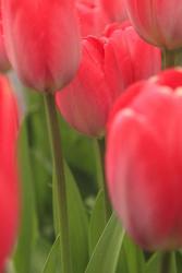 Tulips In A Garden 1, Victoria, Canada | Obraz na stenu