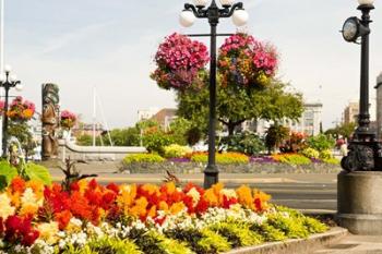 Hanging Flower Baskets, Victoria, BC | Obraz na stenu