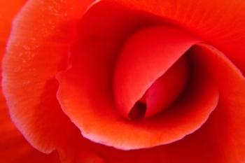 Red Begonia flower, Victoria, British Columbia | Obraz na stenu