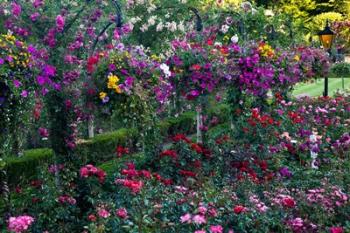 Rose Garden at Butchard Gardens In Full Bloom, Victoria, British Columbia, Canada | Obraz na stenu