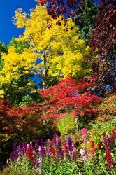 Autumn Color, Butchard Gardens, Victoria, British Columbia, Canada | Obraz na stenu