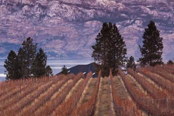 Vineyard and lake, West Kelowna, Okanagan Valley, British Columbia, Canada | Obraz na stenu