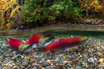 British Columbia, Adams River Sockeye Salmon Split Shot | Obraz na stenu