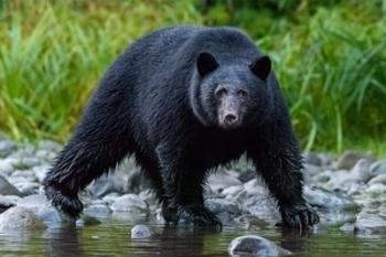 British Columbia Black Bear Searches For Fish At Rivers Edge | Obraz na stenu