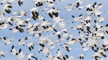 British Columbia Reifel Bird Sanctuary, Snow Geese Flock In Flight | Obraz na stenu