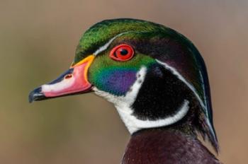 Vancouver, Reifel Bird Sanctuary, Wood Duck Drake Portrait | Obraz na stenu