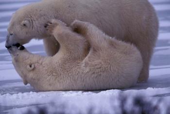 Polar Bears in Canada | Obraz na stenu