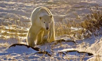 Churchchill Polar Bear | Obraz na stenu