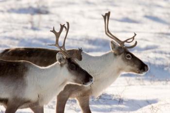 Caribou in Canada | Obraz na stenu