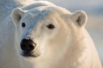 Canada, Manitoba, Hudson Bay, Churchill Polar bear | Obraz na stenu