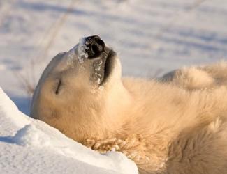 Sleeping Polar Bear | Obraz na stenu