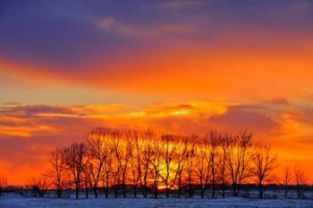 Altona Trees at Sunrise | Obraz na stenu