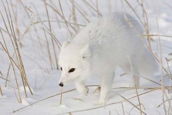 Churchill Arctic Fox | Obraz na stenu