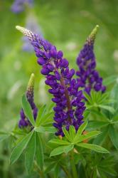 Lupine Flowers | Obraz na stenu