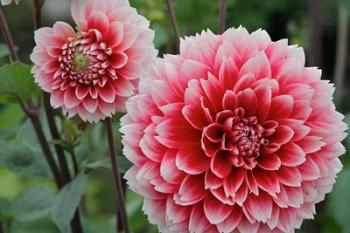 St Andrews Dahlia Flowers | Obraz na stenu