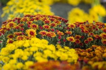 Kingston Farmers Market In Autumn, Canada | Obraz na stenu