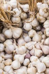 Farmers Market - Garlic | Obraz na stenu