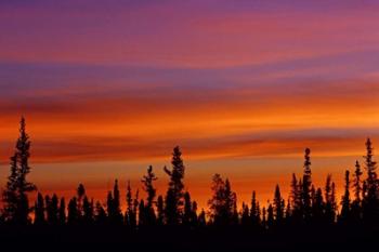 Sunrise Over a Boreal Forest | Obraz na stenu