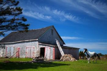 Weathered barn and horse, Guysborough County, Nova Scotia, Canada | Obraz na stenu