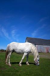 White Horse and Barn, Guysborough County, Nova Scotia, Canada | Obraz na stenu