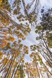 Walton Trees In Autumn | Obraz na stenu