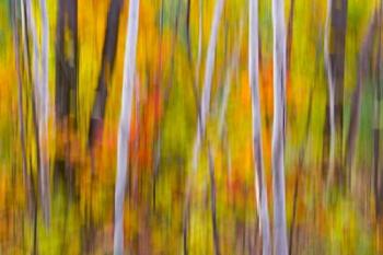 Autumn Colors in Forest | Obraz na stenu
