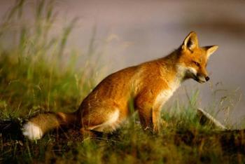 Red Fox Cub | Obraz na stenu