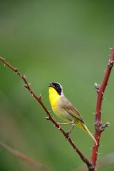 Canada, Quebec, Mount St Bruno Conservation Park Common Yellowthroat Singing | Obraz na stenu